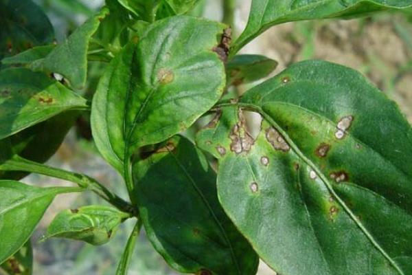 辣椒病害类型，常见病毒病、疫病、炭疽病等病害