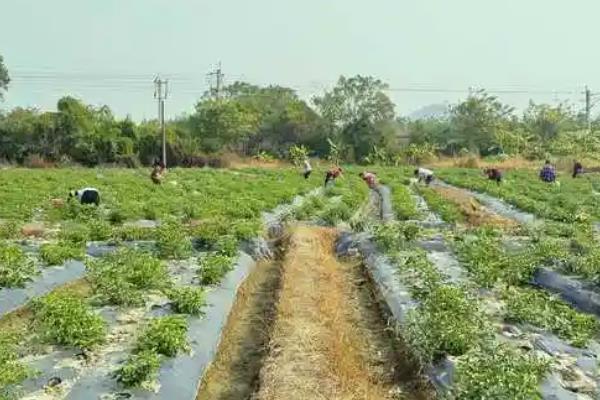 辣椒病害类型，常见病毒病、疫病、炭疽病等病害