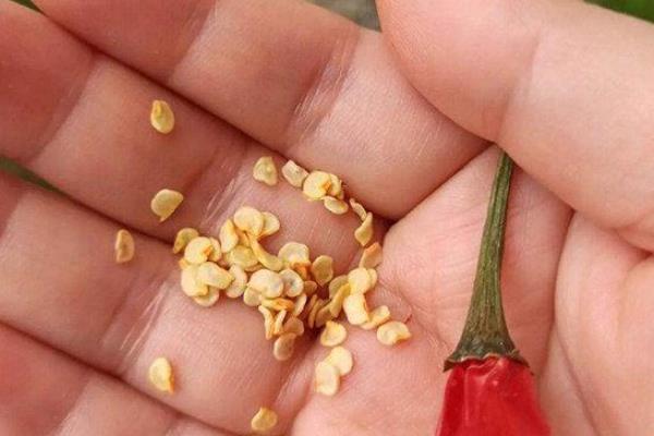 辣椒病害类型，常见病毒病、疫病、炭疽病等病害