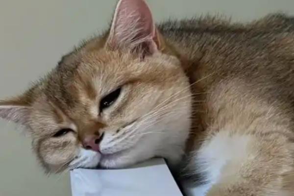 养猫不能种哪些植物,百合花、万年青等品种不可以养殖