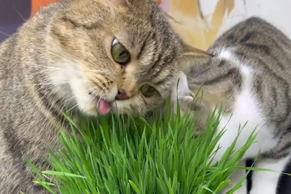 养猫不能种哪些植物,百合花、万年青等品种不可以养殖