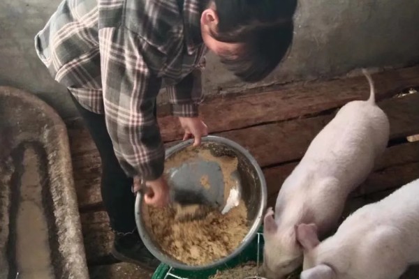 猪吃什么饲料才长得快，吃配合饲料长得快