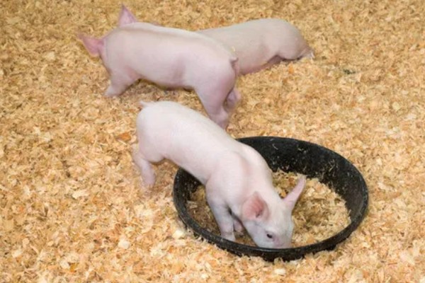 猪吃什么饲料才长得快，吃配合饲料长得快