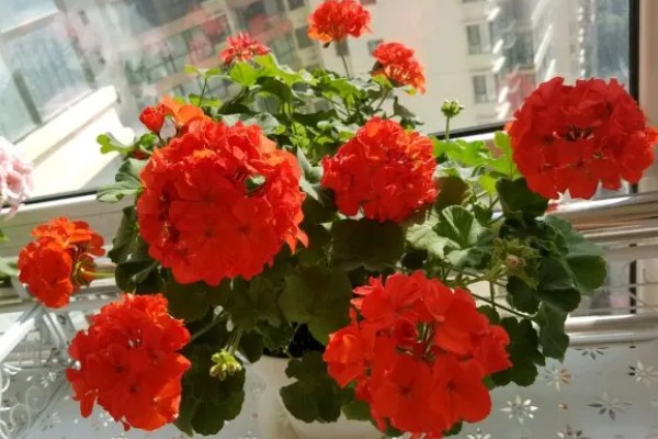 天竺葵不开花只长叶怎么办，光照不足要将它放在向阳处