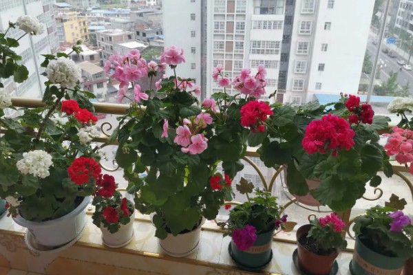 天竺葵不开花只长叶怎么办，光照不足要将它放在向阳处