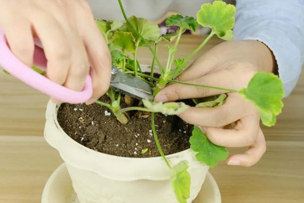 天竺葵不开花只长叶怎么办，光照不足要将它放在向阳处