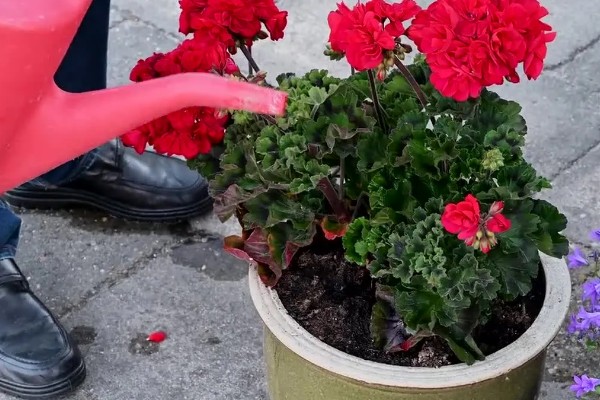 天竺葵不开花只长叶怎么办，光照不足要将它放在向阳处