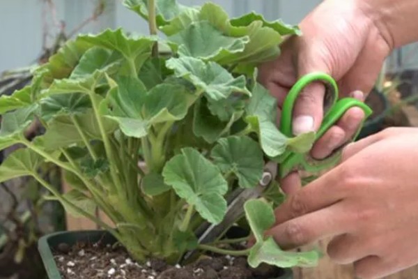 天竺葵不开花只长叶怎么办，光照不足要将它放在向阳处