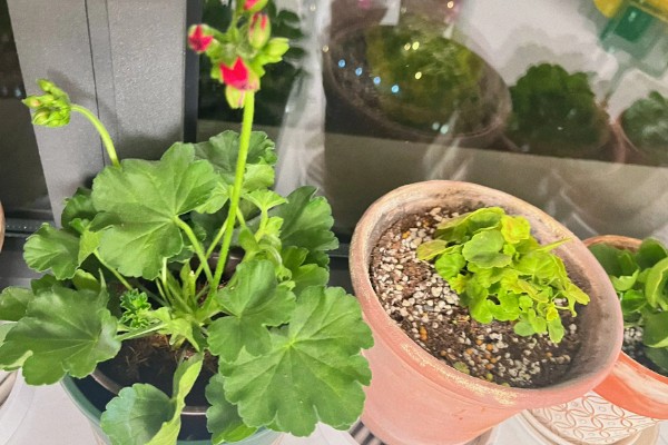 天竺葵不开花只长叶怎么办，光照不足要将它放在向阳处