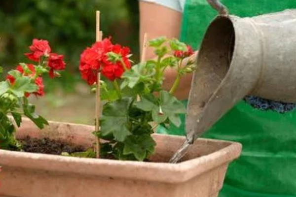 天竺葵不开花只长叶怎么办，光照不足要将它放在向阳处