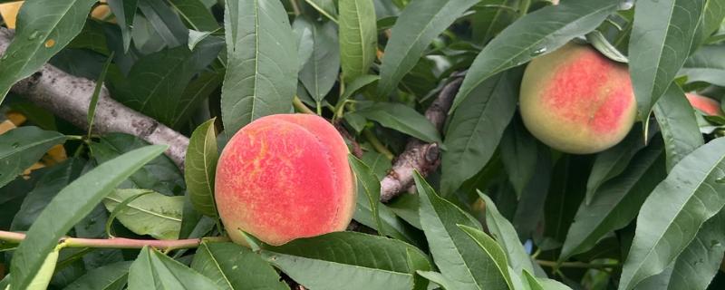阳山水蜜桃的品种介绍，其果型大且色泽好看