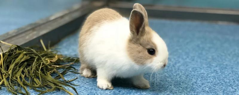饲养兔子的注意事项，需提供磨牙工具避免它啃咬兔笼