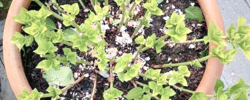 秋天怎么修剪绣球花，秋天可摘心打顶