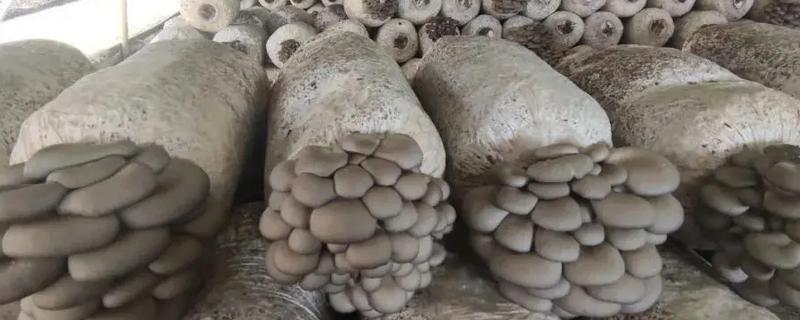 平菇菌袋可承受的温度，聚乙烯菌袋可承受的蒸汽温度为115℃以下