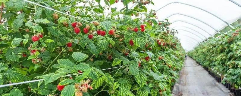 覆盆子的种植技术，土壤要求疏松肥沃、保水良好