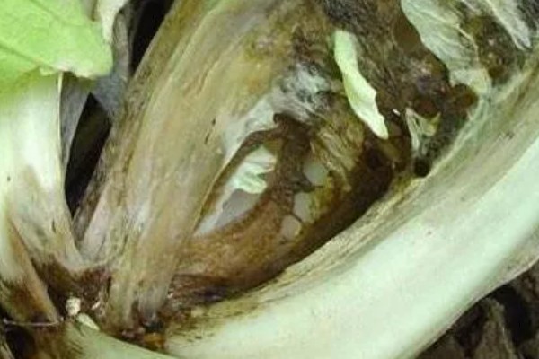 白菜根烂了去掉还能吃吗，还能吃