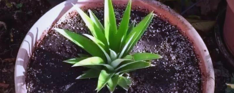 怎么盆栽种植菠萝根，温度不宜低于18℃