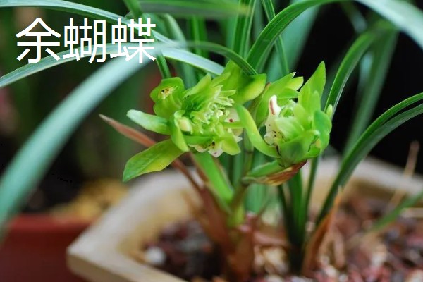 春兰最香的品种，有余蝴蝶、滇红素等