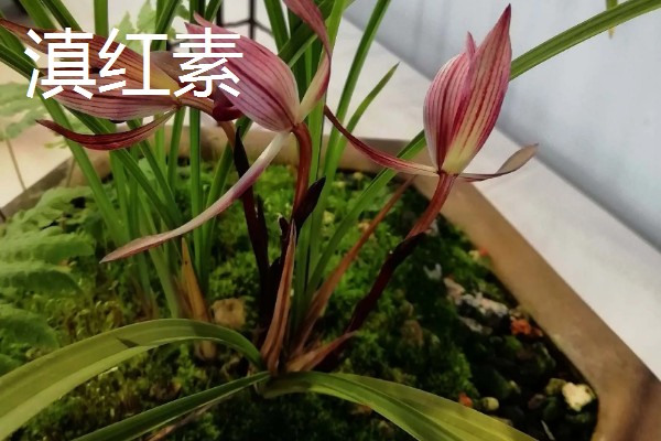 春兰最香的品种，有余蝴蝶、滇红素等