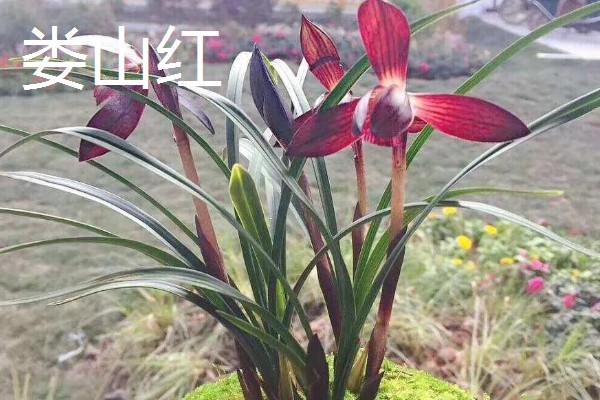 春兰最香的品种，有余蝴蝶、滇红素等