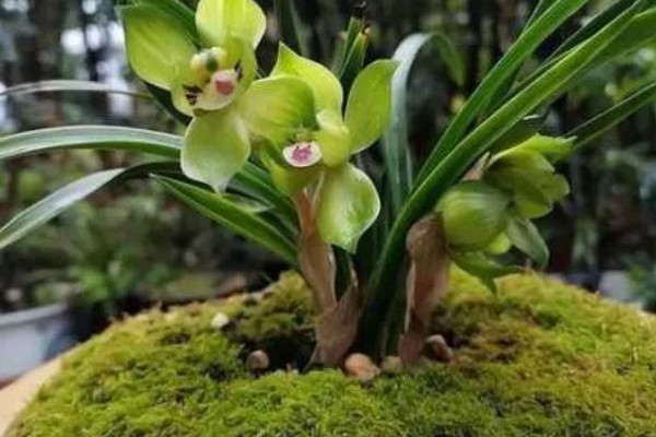 春兰最香的品种，有余蝴蝶、滇红素等