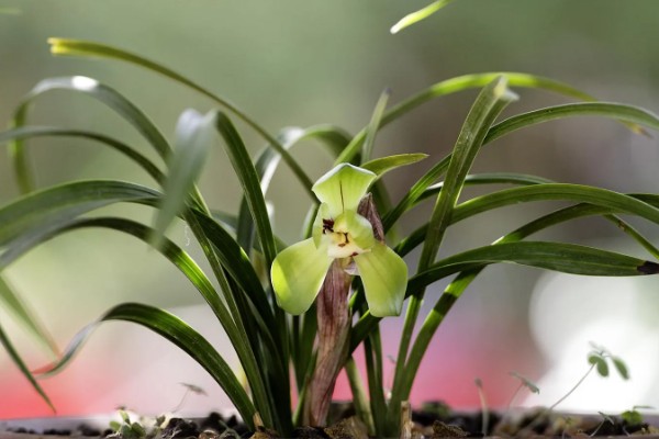 春兰最香的品种，有余蝴蝶、滇红素等