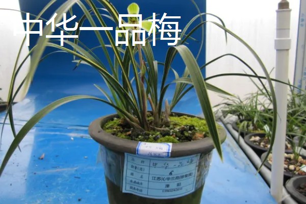 春兰最香的品种，有余蝴蝶、滇红素等