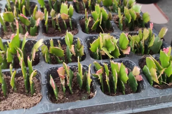 蟹爪兰怎么扦插， 把枝条斜插进土壤中