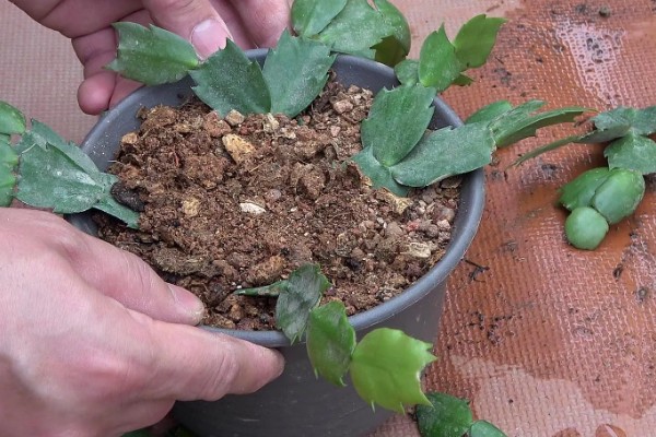 蟹爪兰怎么扦插， 把枝条斜插进土壤中