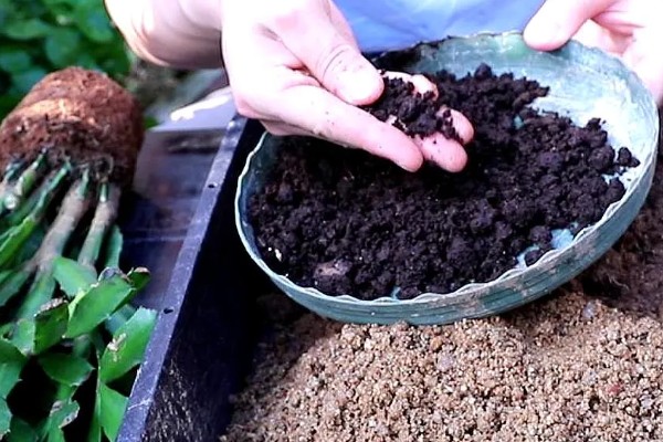 蟹爪兰怎么扦插， 把枝条斜插进土壤中