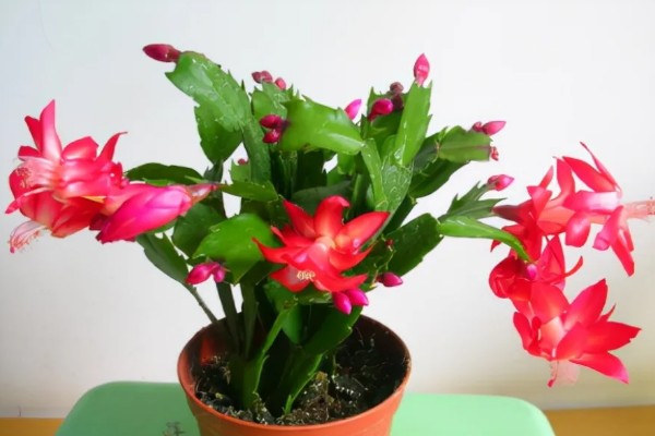 蟹爪兰怎么扦插， 把枝条斜插进土壤中