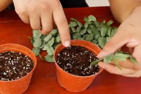 蟹爪兰怎么扦插， 把枝条斜插进土壤中