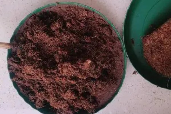 蟹爪兰怎么扦插， 把枝条斜插进土壤中