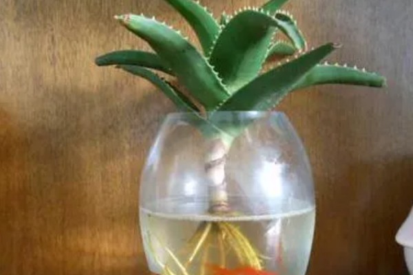 芦荟能不能水培,每隔2-3天换一次水