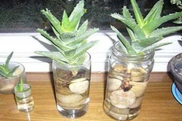 芦荟能不能水培,每隔2-3天换一次水