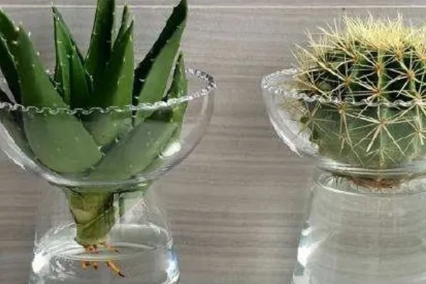 芦荟能不能水培,每隔2-3天换一次水