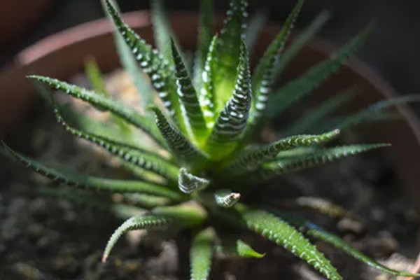 芦荟能不能水培,每隔2-3天换一次水