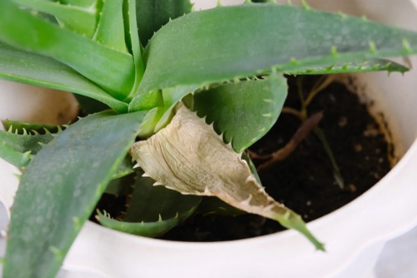 芦荟能不能水培,每隔2-3天换一次水