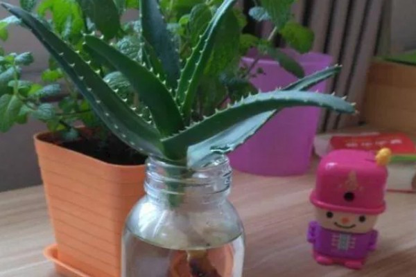 芦荟能不能水培,每隔2-3天换一次水