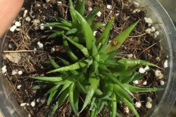 芦荟能不能水培,每隔2-3天换一次水