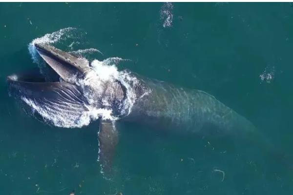 蓝鲸的特点，食量大喜欢单独生活