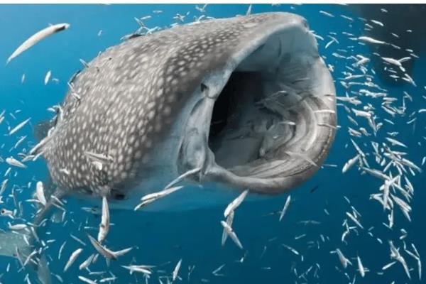 蓝鲸的特点，食量大喜欢单独生活