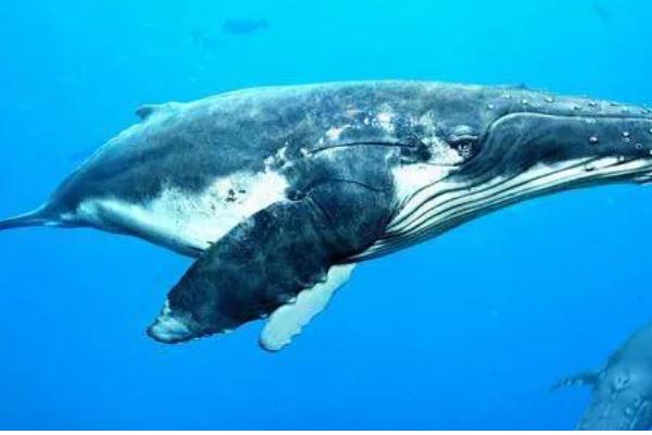 蓝鲸的特点，食量大喜欢单独生活