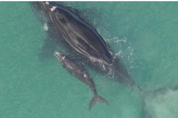 蓝鲸的特点，食量大喜欢单独生活