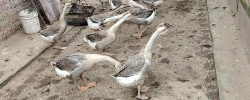 狮头鹅的饲养方法，幼鹅期把温度保持在30℃左右