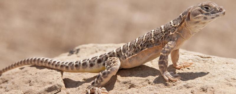 蜥蜴是不是两栖动物，属于爬行动物