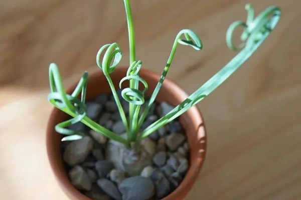 弹簧草有没有毒,没有毒性