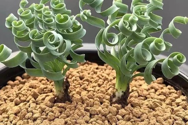 弹簧草有没有毒,没有毒性