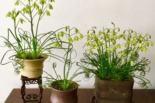 弹簧草有没有毒,没有毒性