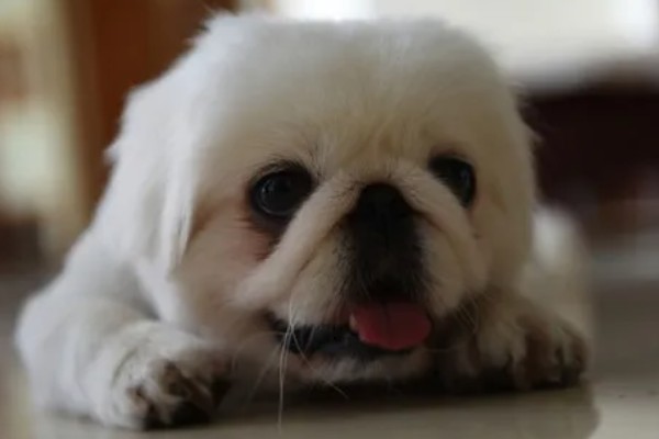 京巴狗的种类，只有一种就是北京犬